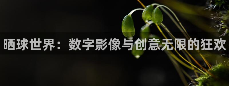 晒球世界：数字影像与创意无限的狂欢