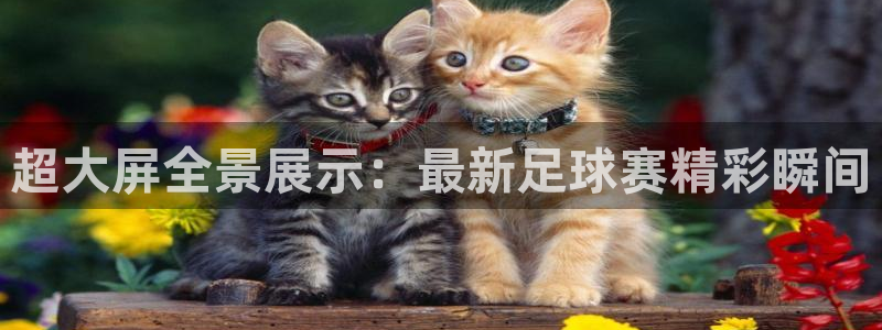  米兰体育报个人画册：超大屏全景展示：最新足球赛精彩瞬间